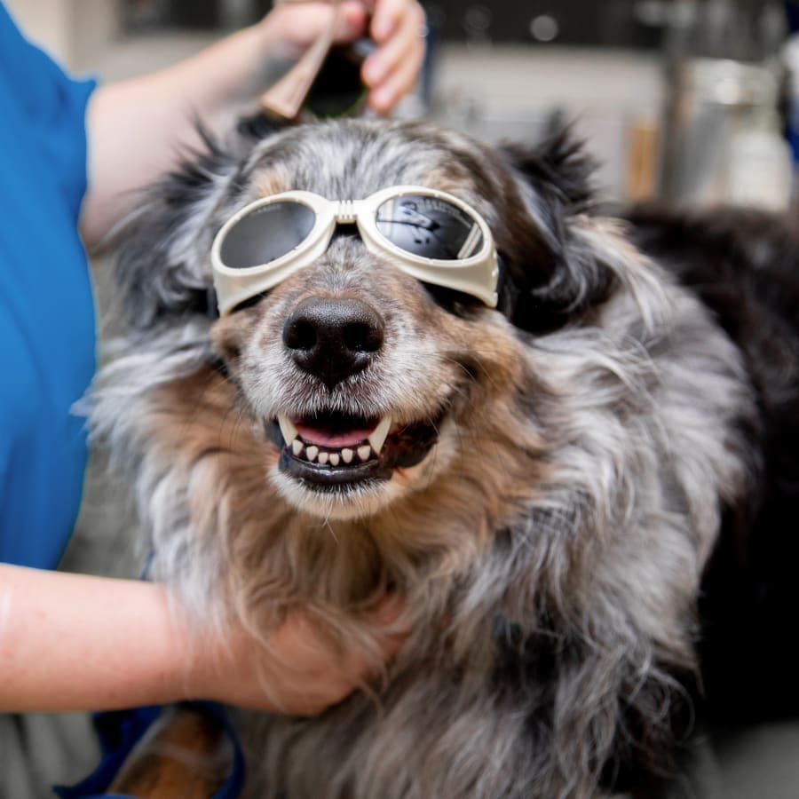 Cold Veterinary Laser Therapy, Poway Veterinarians